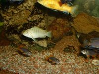 Labidochromis perlmutt_M (7)