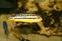 Melanochromis auratus W (3)