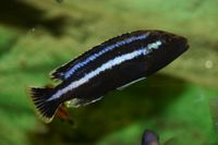 Melanochromis parallelus_M (3)