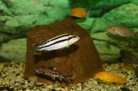 Melanochromis parallelus_W (2)
