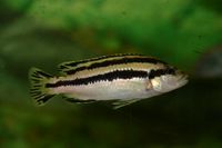 Melanochromis parallelus_W (7)